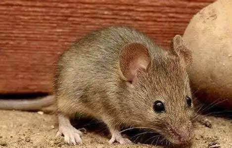 流年病位 老鼠會咬衣服嗎